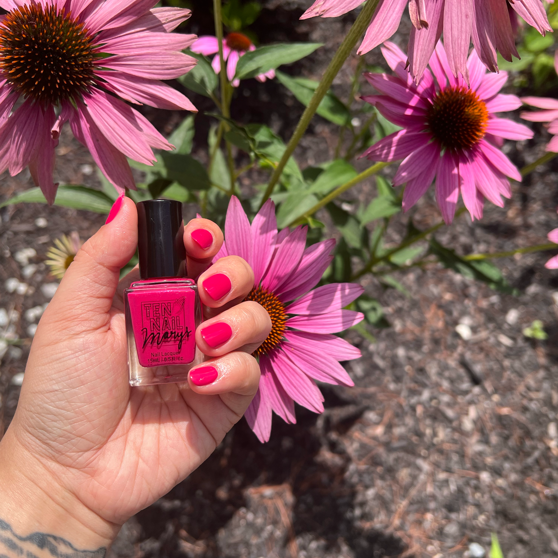 Echinacea social media with namesake flower