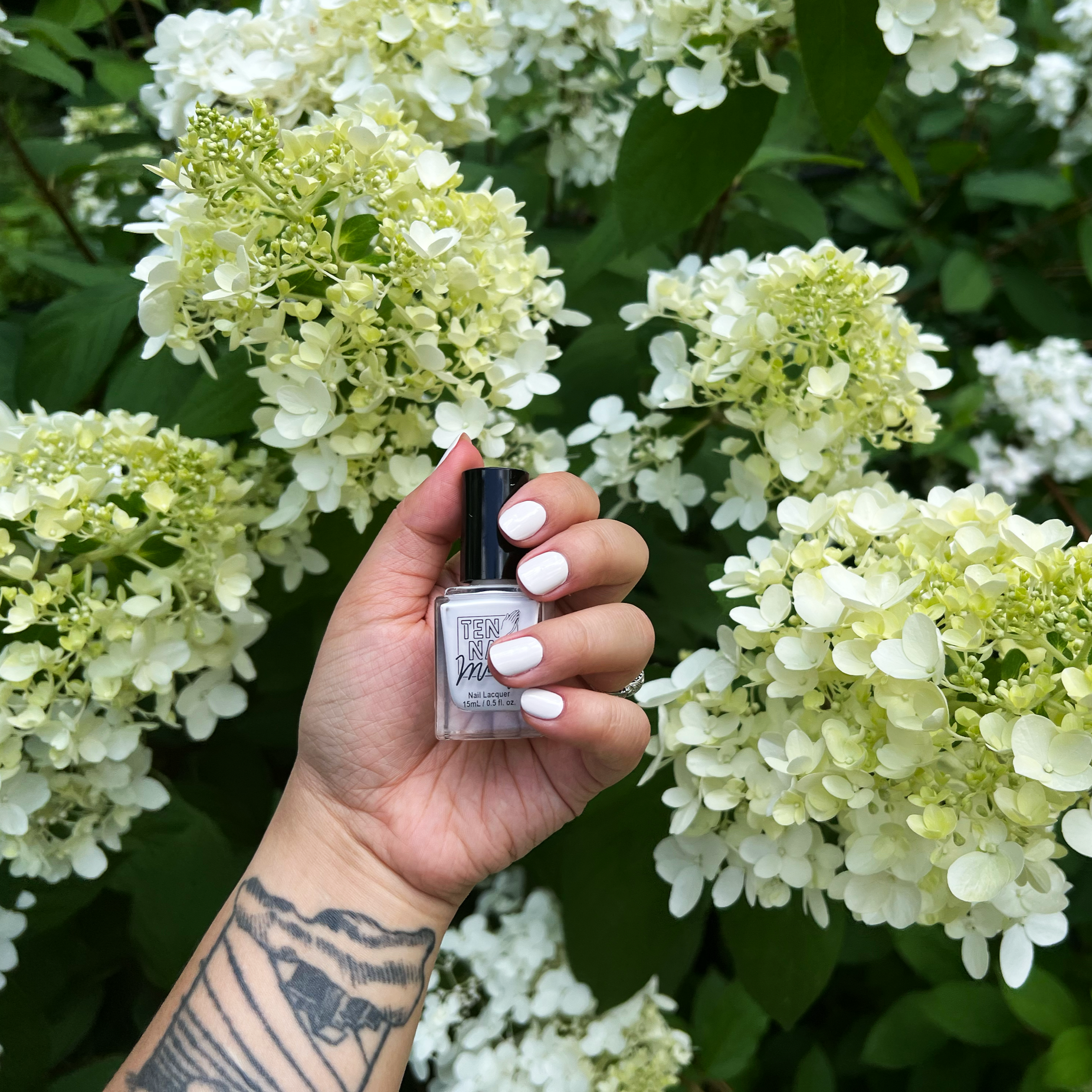 Oleander social media against hydrangea flowers